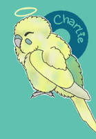 Charlie budgie