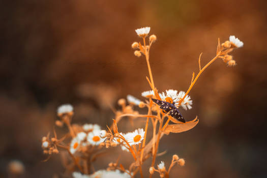 365 Challenge Day 222 - Nature prelude.