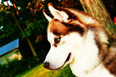 Beauty of a Husky!