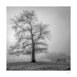 In the fog by wibel