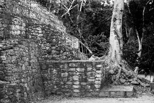 Mayan Ruins and Tree