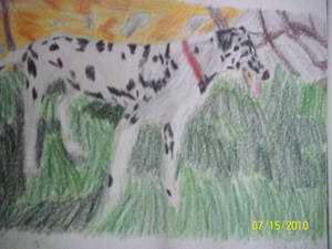 dalmation