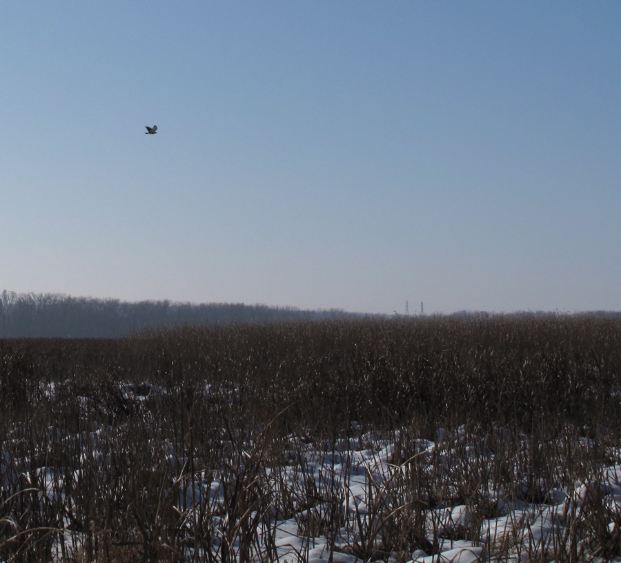 red tail hawk flies away