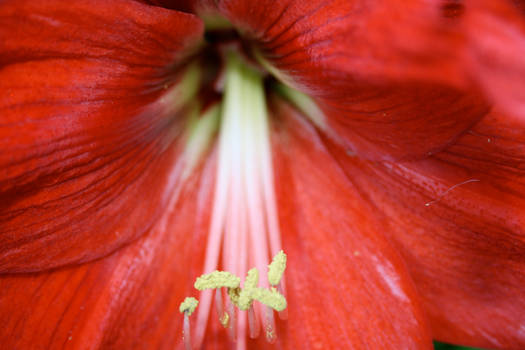 Red Flower.