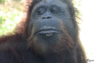 Orangutan - Gladys Porter Zoo