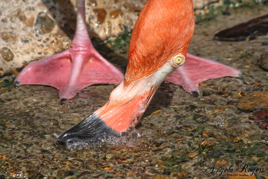 Flamingo - Gladys Porter Zoo by policegirl01