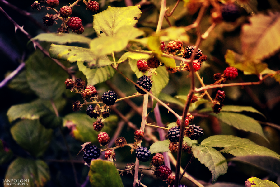 Blackberries