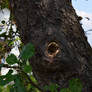 knothole with hornet - please zoom 2015-08-21