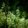 Spring flowers