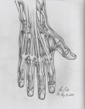 Anatomy-Hand Lateral View