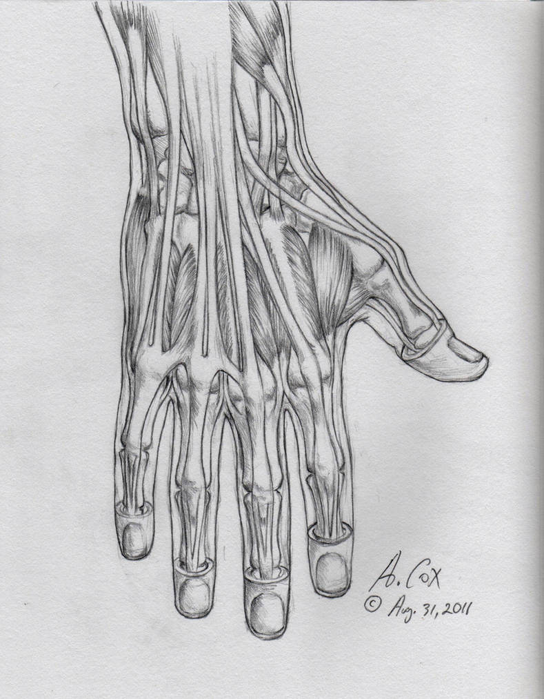 Anatomy-Hand Lateral View by andrewcox on DeviantArt
