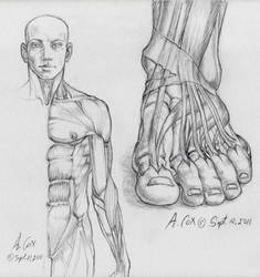 Anatomy-Foot Frontal View