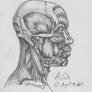 Anatomy-Head Lateral View 2