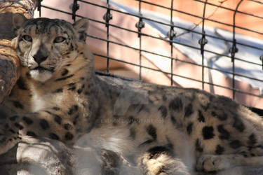 Lazy Snow Leopard