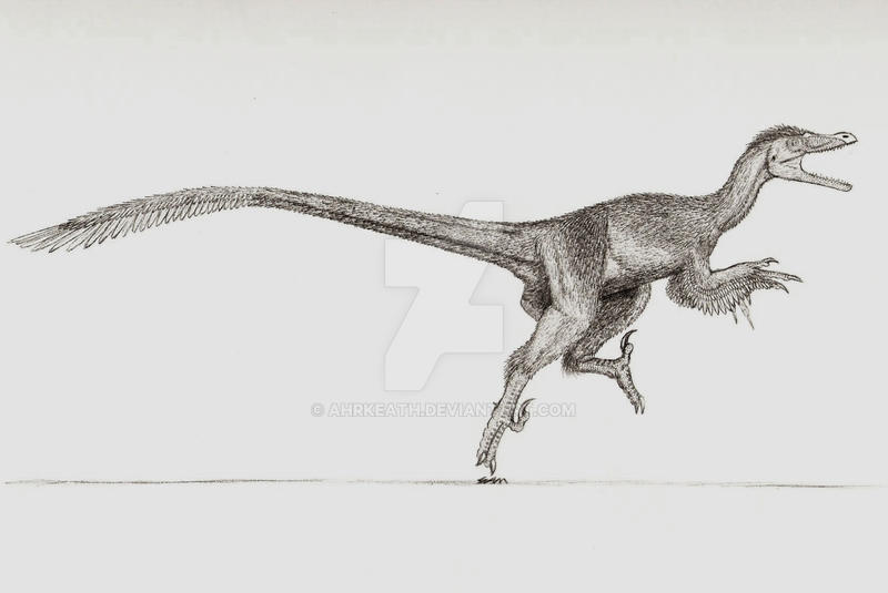 Velociraptor mongoliensis