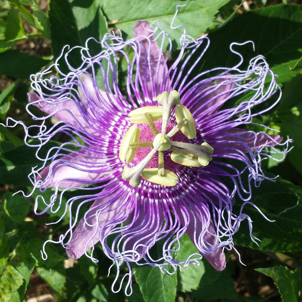 Passion Flower