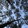 Pine Canopy