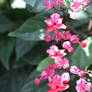 Clerodendrum Speciousos