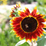 Red Sunflower and Bumble Bee