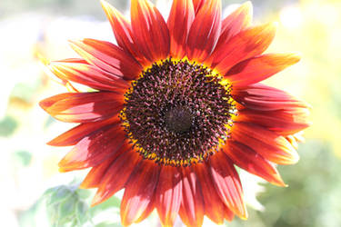 Blood Sun Flower