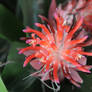 Bromelia Flower 01