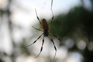 Orb Weaver