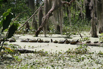 Swamp Party