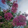 Pink Flowers In The Sky