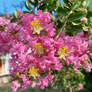 Pink and Yellow Flowers