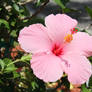 Pink Hibiscus