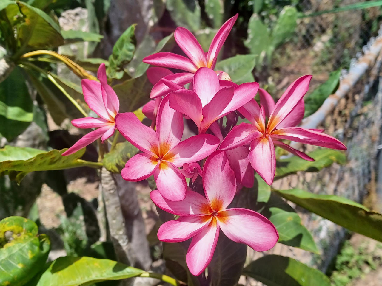 Tropical Flowers
