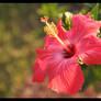 Red Hibiscus