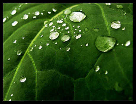 green_dewdrops