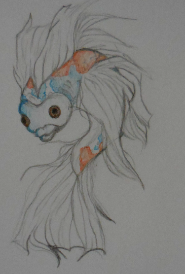 Koi