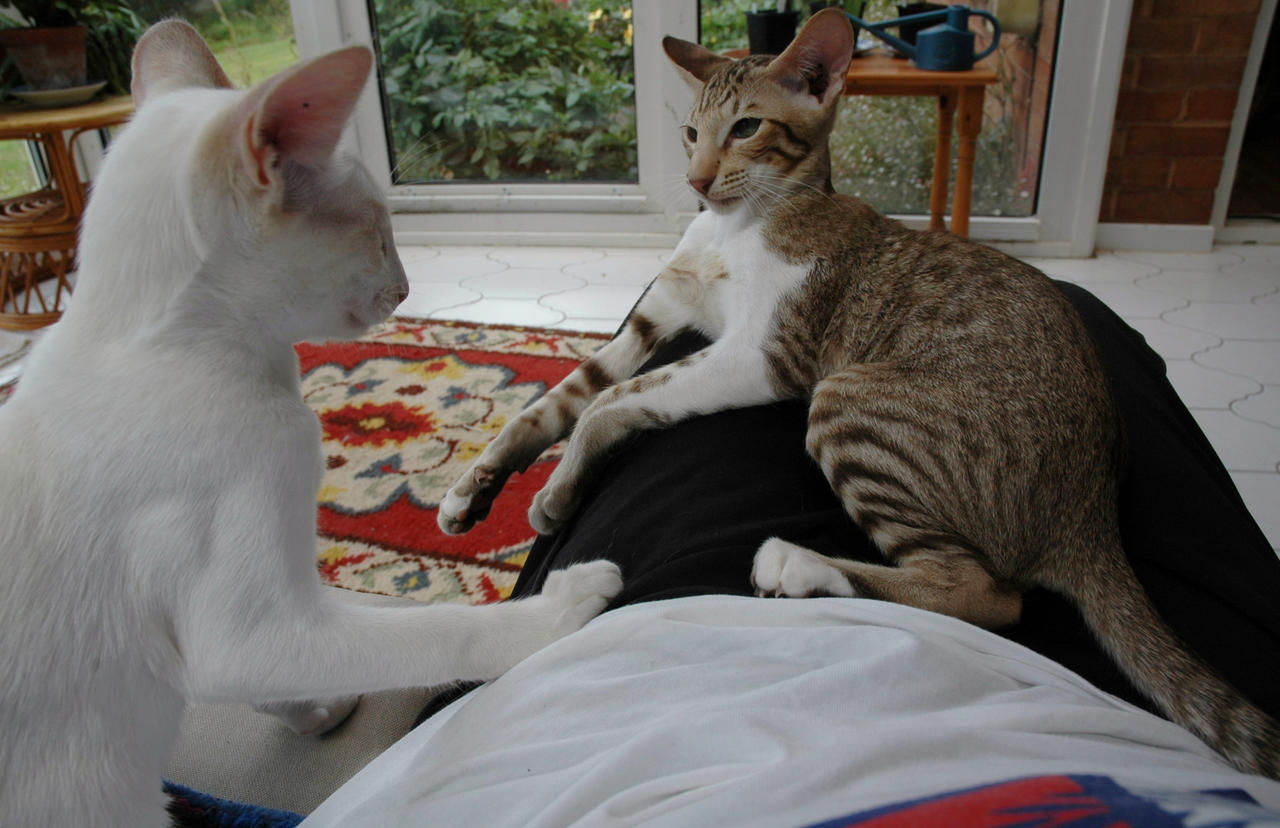 Jan and Dean Tizzy Time by FarCanal3 on DeviantArt