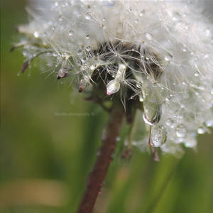 wild wet dandelion