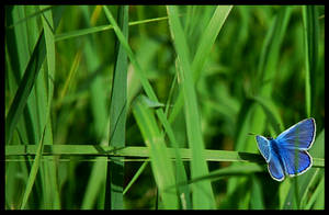 Blue Butterfly