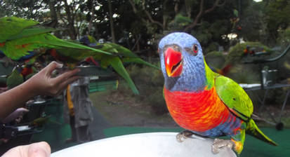 Rainbow Lorikeets 2