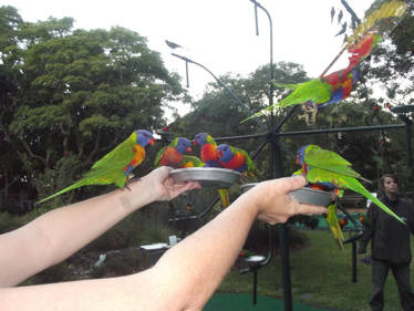 Rainbow Lorikeets 6