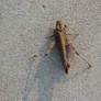 Grasshopper Dried on Cement I