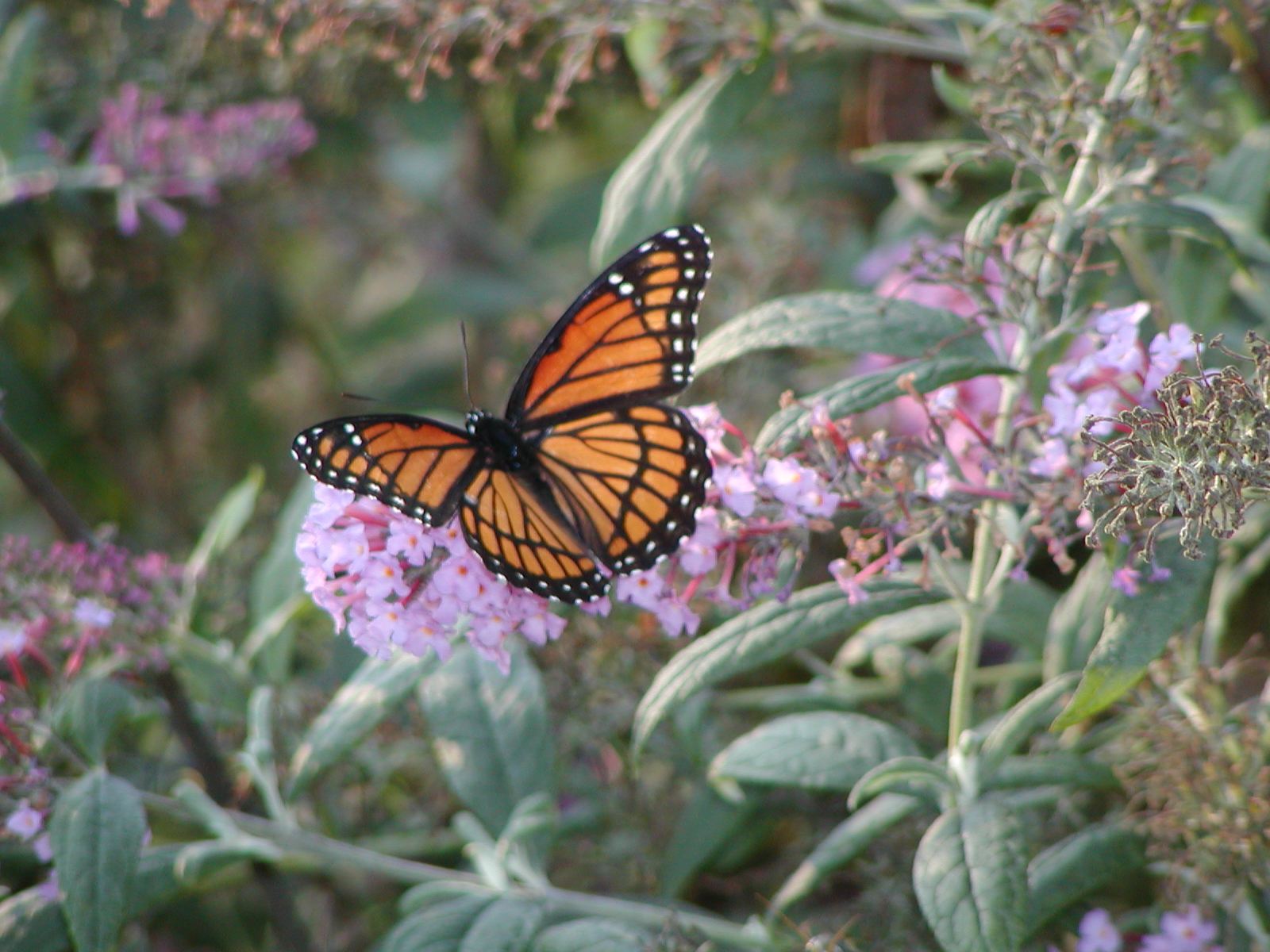 Monarch Butterfly on Flowers