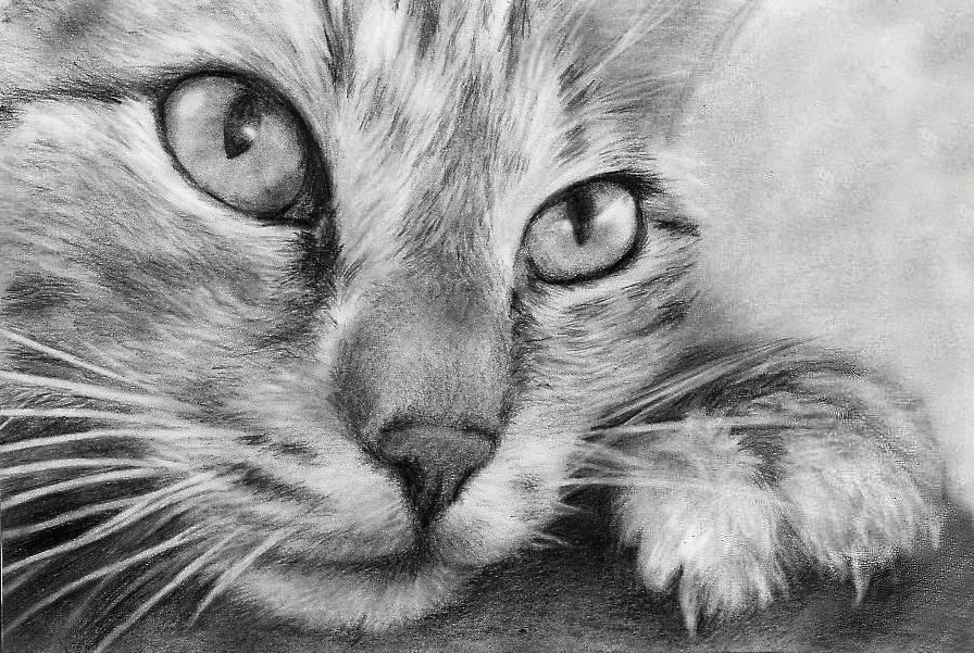 Pencil cats. Красивые рисунки. Кот карандашом. Картины карандашом. Красивые рисунки карандашом.