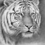 ,,Tiger tiger ... ''