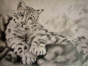 Snow leopard