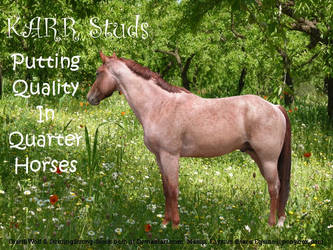 Red Roan