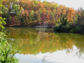 Trees Reflection