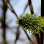 Green catkin