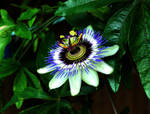 Passionflower by N4ri0x