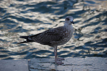 Seagull at Venice