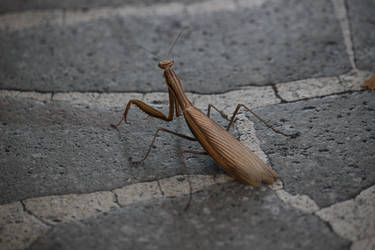 Mantis walking down the street